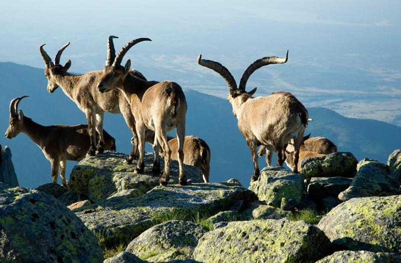 Ruralrut-El Tiemblo Wifi, Cabina De Hidromasaje, Aire Acondicionado Y A Pocos Metros De Zonas De Bano Naturales Buitenkant foto